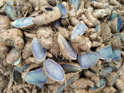 Fresh Black Turmeric Buy Fresh Black Turmeric For Best Price At Inr