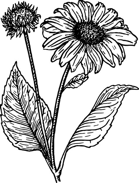 Sunflower Drawing Black And White At Explore
