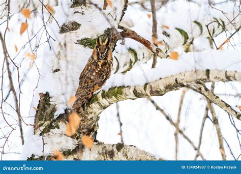Owl Sits On A Snow Covered Tree Stock Image Image Of Looking Birding