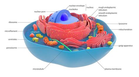 Animal Cell By Science Photo Library