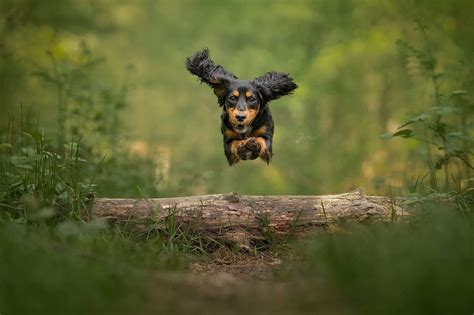 How To Photograph Dogs Running Action Photography 101 That