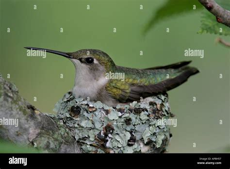 Ruby Throated Hummingbird Baby Young Babies Horizontal Nest Incubate