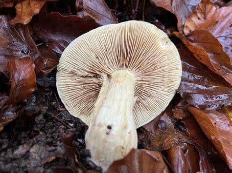 Tricholoma Equestre The Ultimate Mushroom Guide
