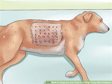 4 Ways To Diagnose And Treat Your Dogs Itchy Skin Problems