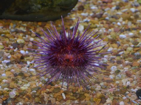 The Online Zoo Purple Sea Urchin