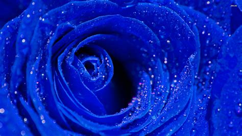 Blue Roses Background Wallpaper High Definition High