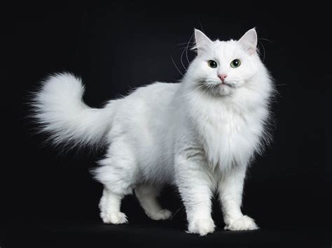 Which Cat Breed Is Right For You Part 1 Paws Wings And Fins