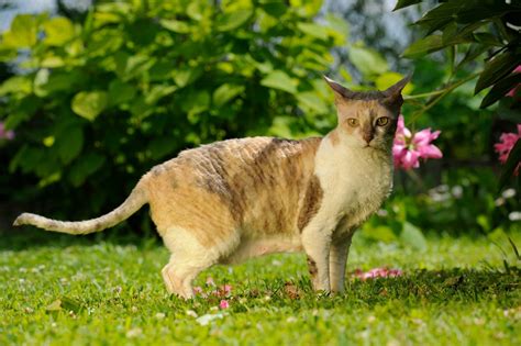 Boheemse Rex Alles Over Kattenrassen De Nieuwe Kat