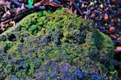 Moss Covered Rock Free Stock Photo Public Domain Pictures