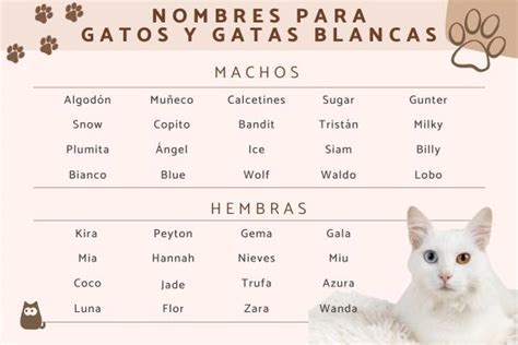 300 Nombres Para Gatos Blancos Machos Y Hembras