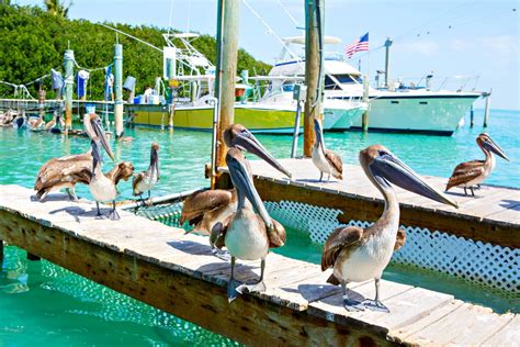 The Top 10 Miami Excursions You Must Experience In Florida