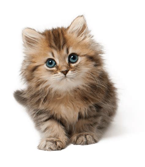 Cute Cat Kitten Png Png Image For Free Download