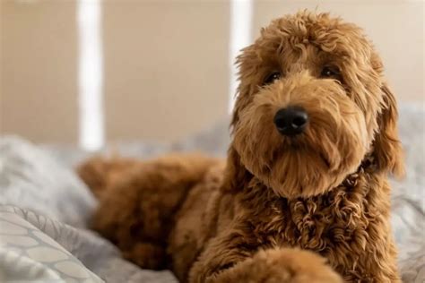 How Much Does A Goldendoodle Cost Dog Scream