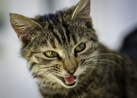 Chaton Qui Vient De Naitre Miaule - Un chat adulte peut il tuer un chaton ? Danger chat qui attaque chaton