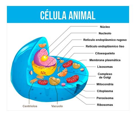 Celula De Animal