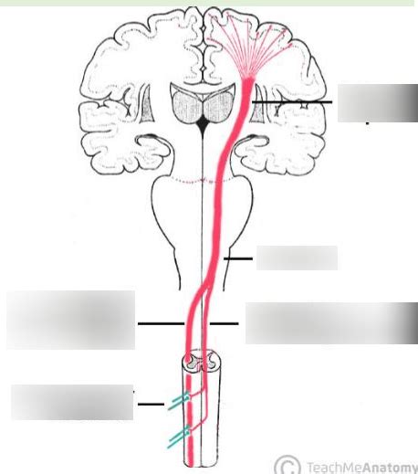 Medial Anterior And Lateral Corticospinal Pyramidal Tracts Diagram