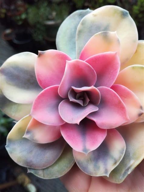 Echeveria Rainbow Variegated Succulent Plant Stunning Plants In 2020