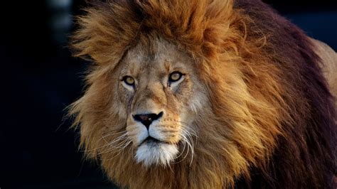 1920x1080 Animal Lion Majestic Male Wildlife Coolwallpapersme