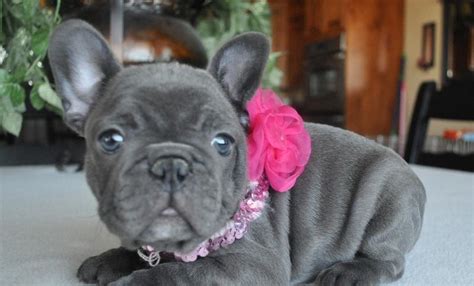 Small blue french bulldog female yoshi and brother buddha are examples of our pups! Wichita Falls : Akc Blue French Bulldog Puppies For Sale ...