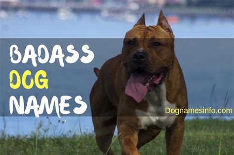 Badass Dog Names 2019 Famous Names For Tough Male And