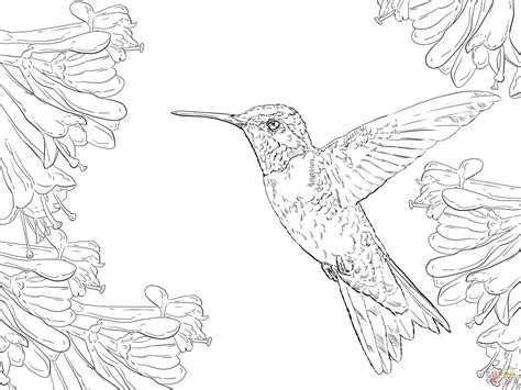 The coloring pages do not here is a hummingbird coloring page where the bird is sipping nectar from a flower. Realistic Ruby Throated Hummingbird coloring page | Free ...