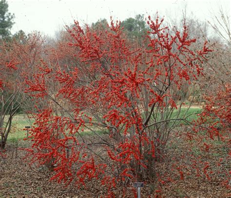 Ilex Verticillata Black Alder Common Winterberry Winterberry