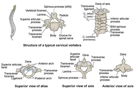 Vertebrae Bones Diagram And Features Hot Sex Picture