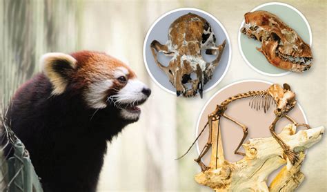 Have You Ever Stopped By The Red Panda Exhibit At The Nashville Zoo