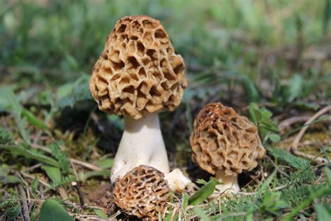 Mushrooms Found in Colorado--Deadly, Psychedelic, and Everything in Between