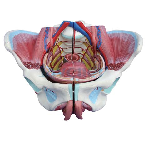 There are many organs that sit in the pelvis, including much of the urinary system, and lots of the male or female reproductive systems. Female Pelvis With Genital Organs Muscle Rehabilitation ...