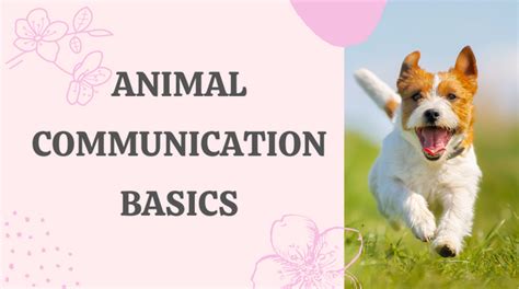 Animal Communication Basics