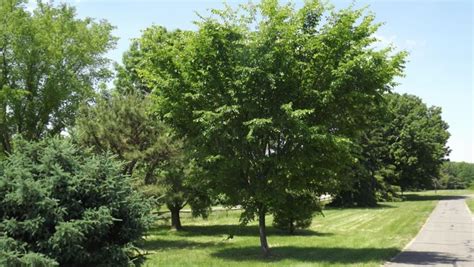 Ulmus Americana Valley Forge Valley Forge American Elm The Dawes