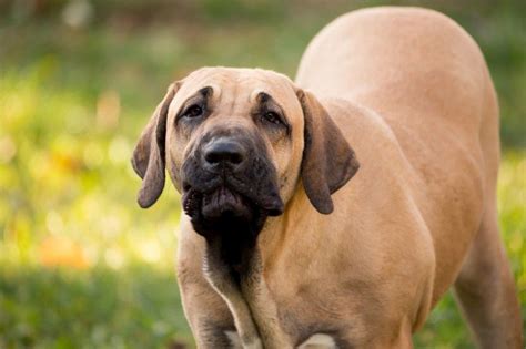 The 25 Best Guard Dogs Guard Dog Breeds For Families Guard Dogs