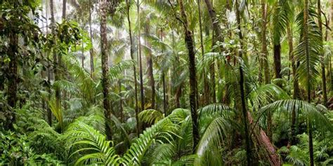 Trees In Tropical Rainforest Eungella National Park Mackay