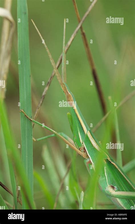African Grasshopper Stock Photo Alamy