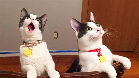Funny Cats Reaction Part 1 😹 Funny Pets Cats Secrets