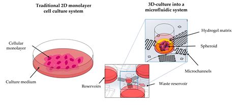 Microfluidics For 3d Cell And Tissue Cultures Microfabricative And