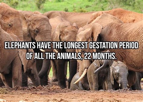 Facts About Elephants 22 Pics