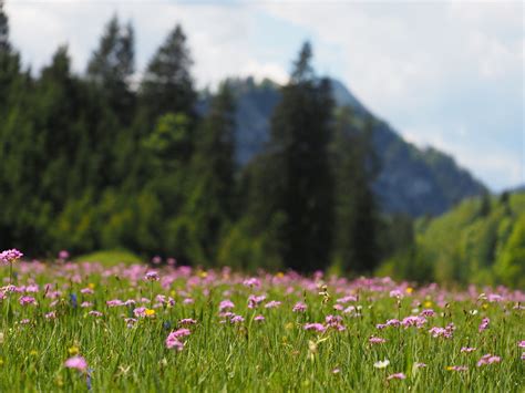 Blumenwiese Sommer Bayern Oberbayern Wild Flower Meadow Summer Upper