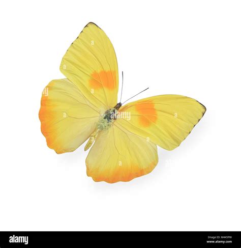 Yellow Butterfly Isolated On White Stock Photo Alamy