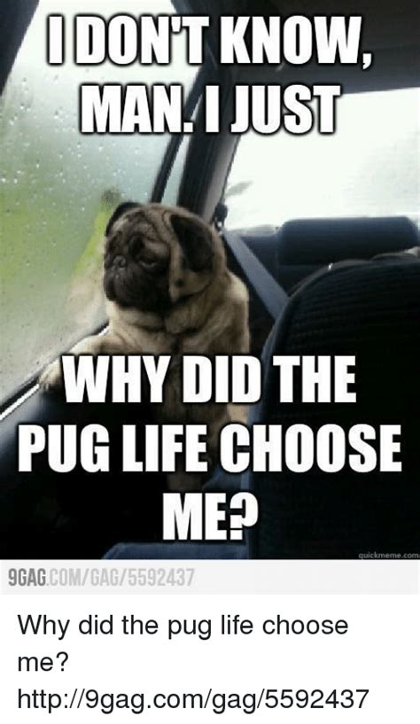 Dont Know Man Just Why Did The Pug Life Choose Med 9gag Comgag 5592437