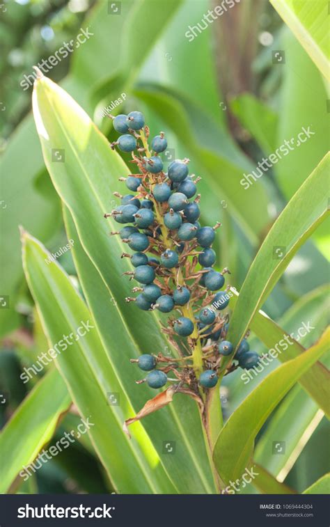 Australian Native Ginger Alpinia Caerulea Blue Stock Photo 1069444304