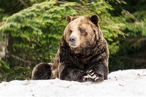 North American Grizzly Bear In Snow In Western Canada Stock Photo