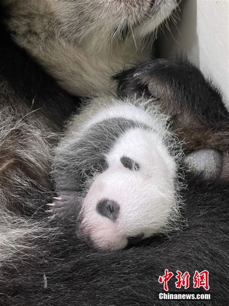First Giant Panda Cub Born In Singapore Named Le Le Peoples Daily Online