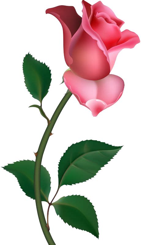 Pink Rose Png Image Free Picture Download Png Sector