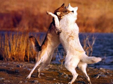 Wolf Pictures Two Wolves Playing