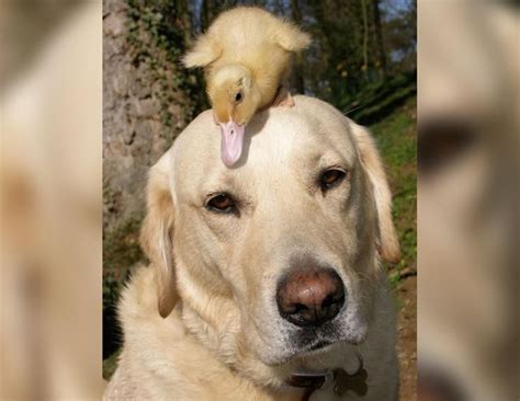 20 Amazing And Completely Unlikely Animals Who Became Best