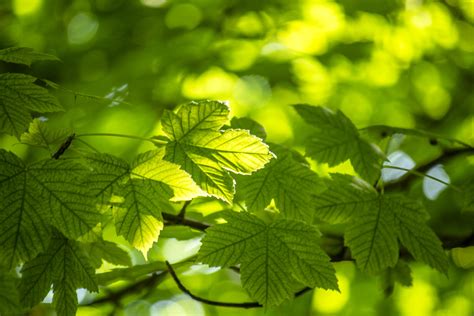 Kostenlose Foto Baum Natur Ast Sonnenlicht Blatt Blume Europa