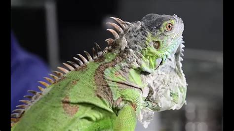 IGUANAS - La iguana verde como mascota. ¿Cómo es? ¿Qué necesita? ¿Qué