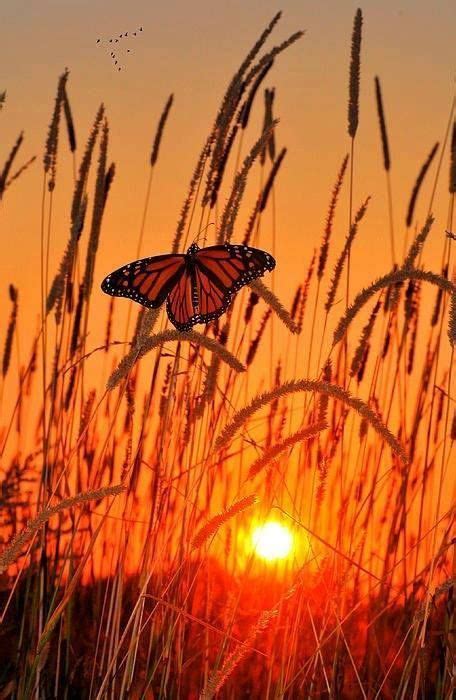 Butterfly At Sunset Beautiful Butterflies Nature Photography